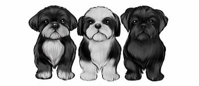 Cherished Pets Parlour